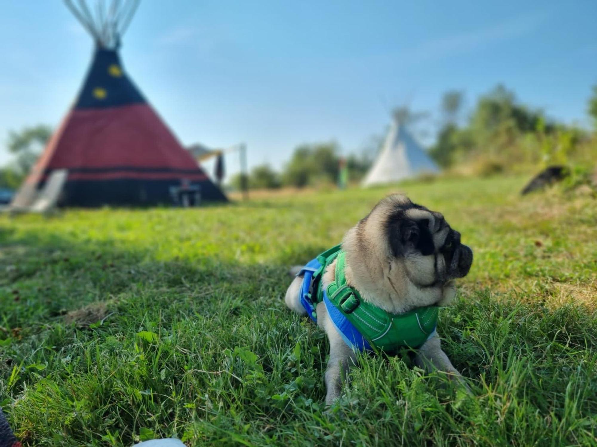 Romantic Wildlife Tipi Teepee Tomnatic Bihor Romania Apuseni *